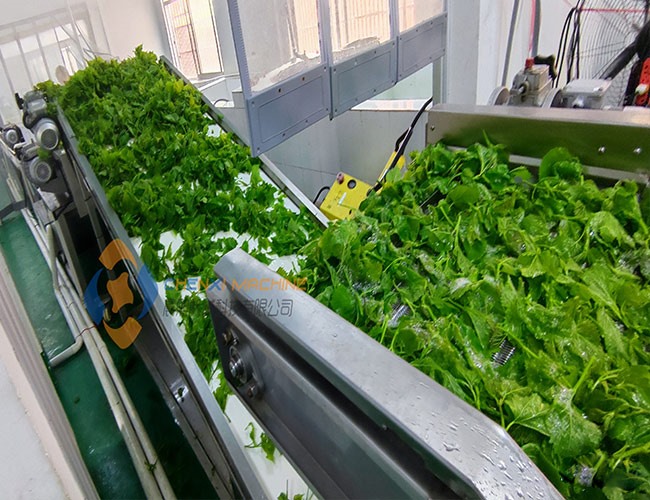 客戶使用清洗機清洗桑葉